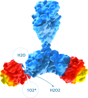 immunoiglobuline